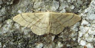 Attēlu rezultāti vaicājumam “Idaea straminata”