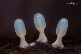 Attēlu rezultāti vaicājumam “Comatricha alta macro”