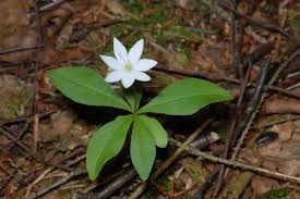 Attēlu rezultāti vaicājumam “Trientalis europaea flower”