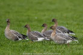 Attēlu rezultāti vaicājumam “Anser brachyrhynchus”