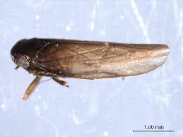 Attēlu rezultāti vaicājumam “Macrosteles sp.”