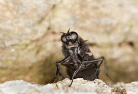 Attēlu rezultāti vaicājumam “Clitellaria ephippium”