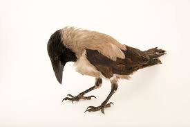 Attēlu rezultāti vaicājumam “Corvus cornix”