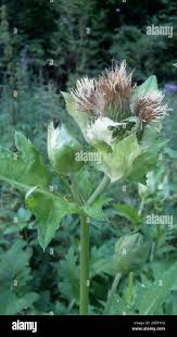 Attēlu rezultāti vaicājumam “Cirsium oleraceum flower”