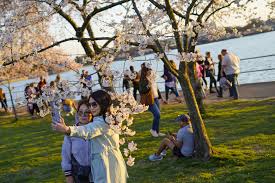Image result for "cherry blossom" washington