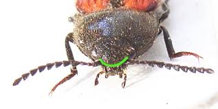 Attēlu rezultāti vaicājumam “Ampedus sanguinolentus”