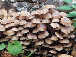 Attēlu rezultāti vaicājumam “Collybia acervata”