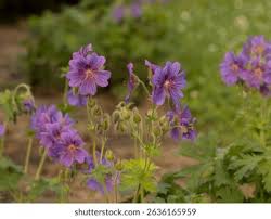 Attēlu rezultāti vaicājumam “Geranium pratense leaf”
