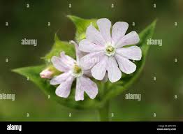 Attēlu rezultāti vaicājumam “Cephaloziella hampeana”