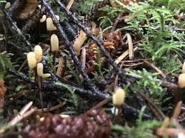 Attēlu rezultāti vaicājumam “Heyderia abietis”