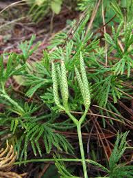 Attēlu rezultāti vaicājumam “Diphasium complanatum”