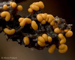 Attēlu rezultāti vaicājumam “Trichia varia spores”