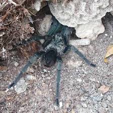 Attēlu rezultāti vaicājumam “Phronia sp.”