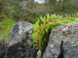 Attēlu rezultāti vaicājumam “Bryum moravicum”