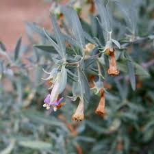 Attēlu rezultāti vaicājumam “Lycogala persicum sessile”