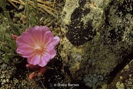 Attēlu rezultāti vaicājumam “Libanotis montana flower”