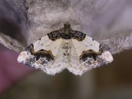 Attēlu rezultāti vaicājumam “Ligdia adustata”