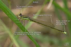 Attēlu rezultāti vaicājumam “Ischnura pumilio”