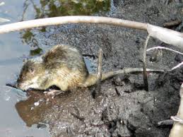 Attēlu rezultāti vaicājumam “Muridae”