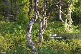 Attēlu rezultāti vaicājumam “Betula pendula var. carelica”