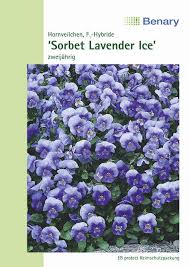 Image result for Hornveilchen