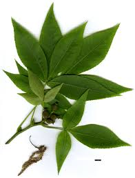 Attēlu rezultāti vaicājumam “Carya ovata leaf”