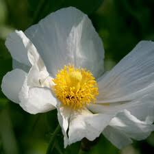 Attēlu rezultāti vaicājumam “Papaveraceae”