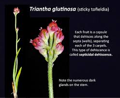 Attēlu rezultāti vaicājumam “Trichophorum alpinum fruit”