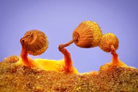 Attēlu rezultāti vaicājumam “Cribraria aurantiaca young”