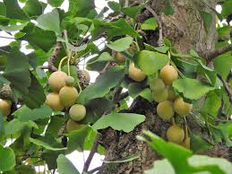 Attēlu rezultāti vaicājumam “Ginkgo biloba fruit”