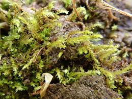 Attēlu rezultāti vaicājumam “Pohlia sphagnicola”