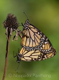 Attēlu rezultāti vaicājumam “Rhynocoris annulatus imago”