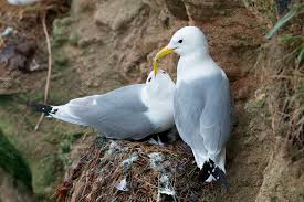 Attēlu rezultāti vaicājumam “Rissa tridactyla”