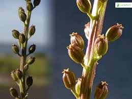 Attēlu rezultāti vaicājumam “Triglochin maritimum flower”