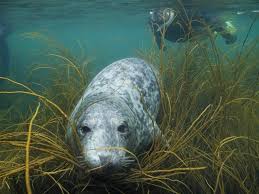 Image result for Wyndley Seals Snorkelling Club