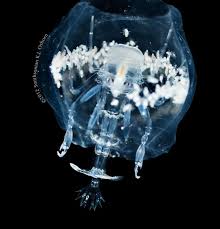 Attēlu rezultāti vaicājumam “Phronia sp.”