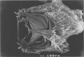 Attēlu rezultāti vaicājumam “Retinia resinella exuvia”