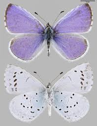 Attēlu rezultāti vaicājumam “Celastrina argiolus”