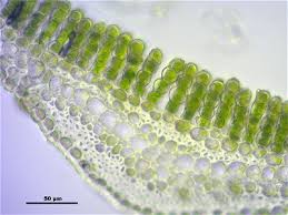Attēlu rezultāti vaicājumam “Polytrichastrum longisetum”