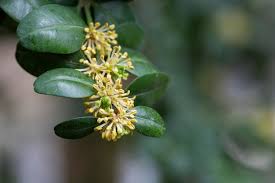 Attēlu rezultāti vaicājumam “Buxus sempervirens flower”
