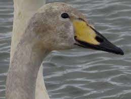 Attēlu rezultāti vaicājumam “Cygnus cygnus juvenile”