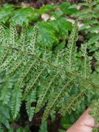 Attēlu rezultāti vaicājumam “Polystichum braunii”