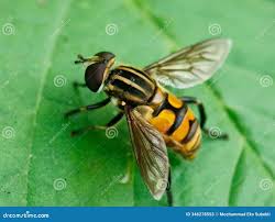 Attēlu rezultāti vaicājumam “Helophilus pendulus”