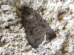 Attēlu rezultāti vaicājumam “Caradrina morpheus”