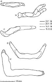 Attēlu rezultāti vaicājumam “Alyxoria varia”