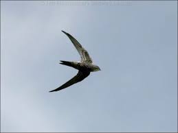 Image result for Apus pacificus