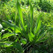 Attēlu rezultāti vaicājumam “Plantago lanceolata fruit”