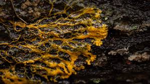 Attēlu rezultāti vaicājumam “Badhamia utricularis plasmodium”