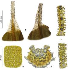 Attēlu rezultāti vaicājumam “Syntrichia latifolia”