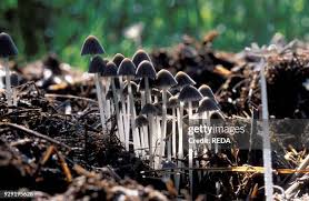 Attēlu rezultāti vaicājumam “Coprinus sp.”